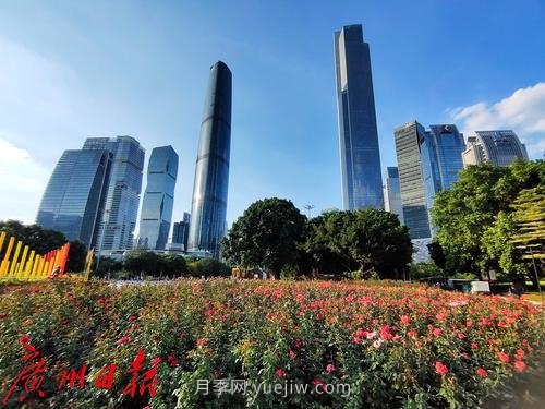 廣州花城廣場(chǎng)月季花海爭奇斗艷(圖1)