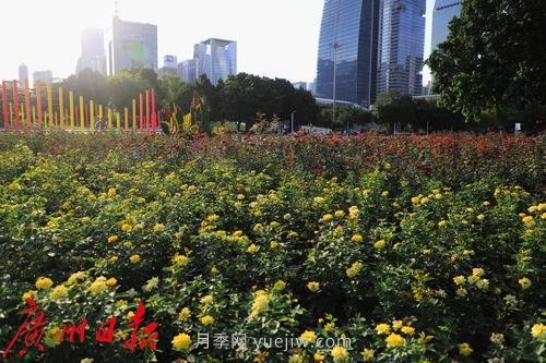 廣州花城廣場(chǎng)月季花海爭奇斗艷(圖2)
