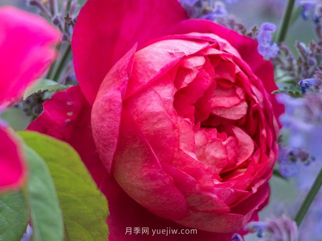 推薦3個(gè)月季品種優(yōu)缺點(diǎn)，不容錯過(guò)的珍品月季(圖1)