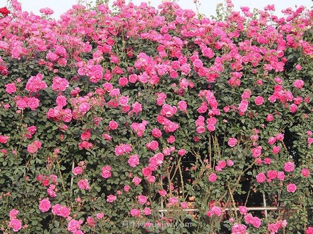 推薦3種爬藤月季，花園里輕松打造漂亮花墻(圖2)