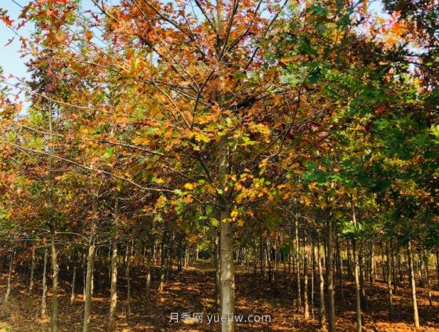 娜塔櫟如何種植養護？成為城市彩色行道樹(shù)(圖1)