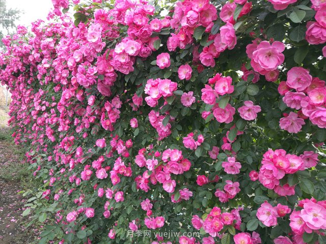 推薦3種爬藤月季，花園里輕松打造漂亮花墻(圖1)