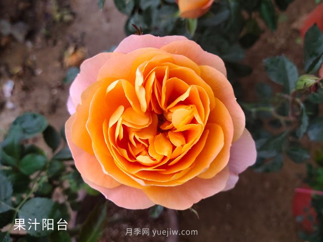 推薦3個(gè)月季品種優(yōu)缺點(diǎn)，不容錯過(guò)的珍品月季(圖3)
