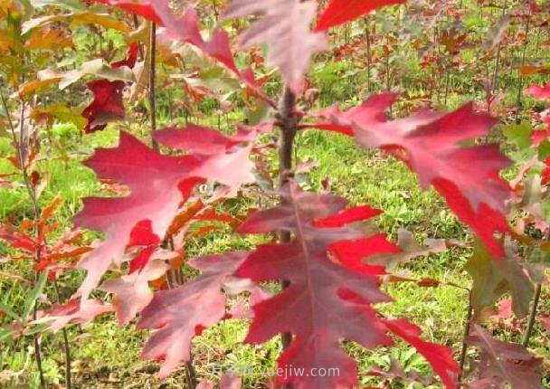 娜塔櫟如何種植養護？成為城市彩色行道樹(shù)(圖2)