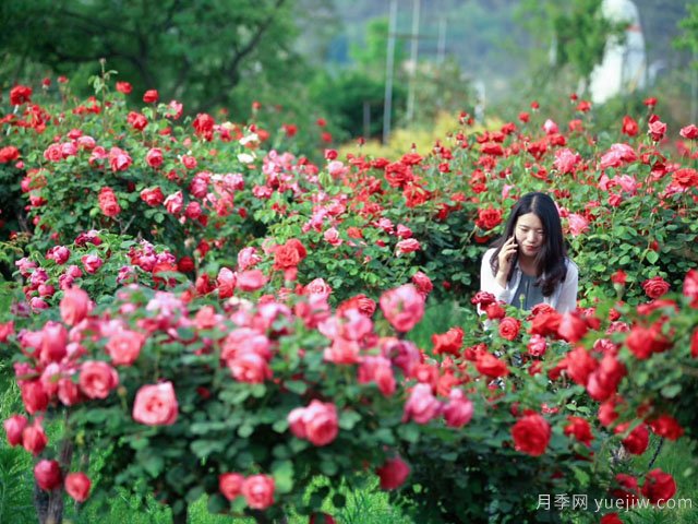 苗木行業(yè)應該怎樣投資才有前景？(圖1)