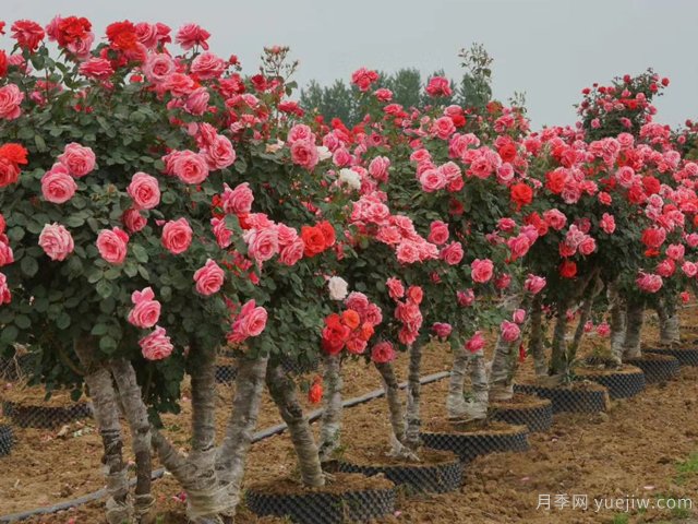 月季花可以嫁接在哪些樹(shù)？(圖1)
