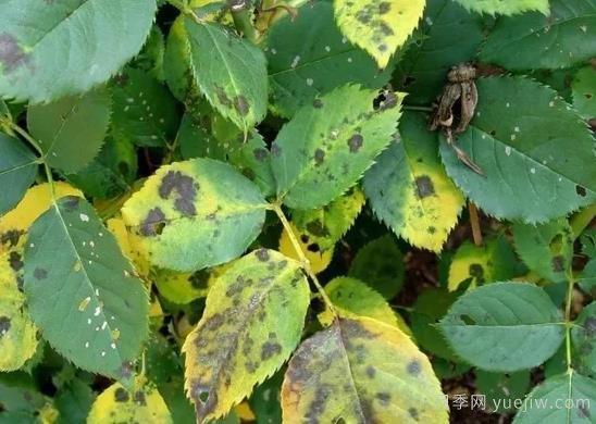 月季黑斑病為什么總是反反復復，如何解決(圖1)