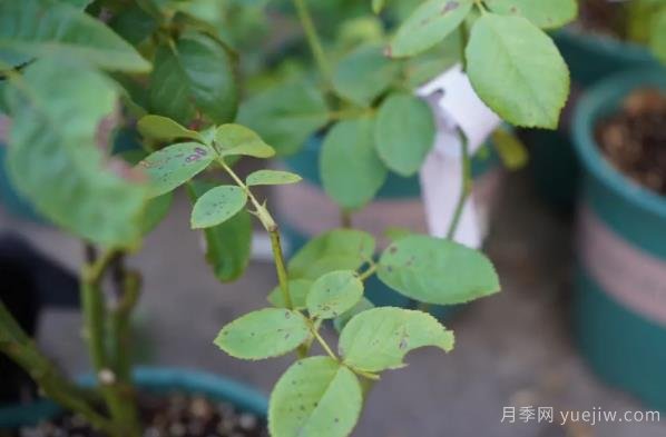 9月份月季秋剪好時(shí)機，修剪時(shí)間如何安排(圖3)