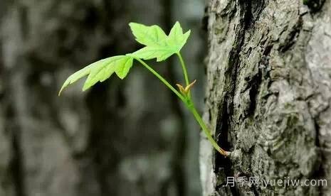 全面的園林苗木種植技術(shù)！值得收藏！(圖1)