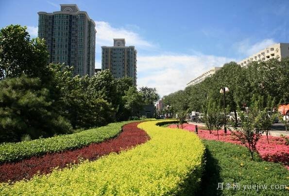 全面的園林苗木種植技術(shù)！值得收藏！(圖5)