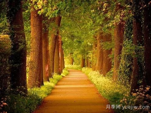 全面的園林苗木種植技術(shù)！值得收藏！(圖8)