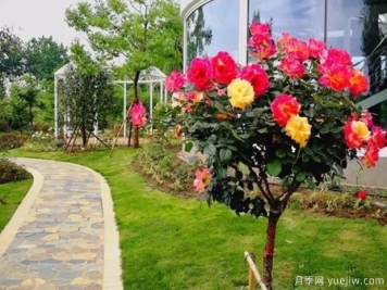 嫁接樹(shù)狀月季？4種常見(jiàn)的適合做月季樹(shù)的砧木