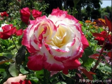 養花小白如何變大神？不可錯失的月季種植入門(mén)攻略（光照篇）