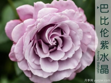 不要在死盯著(zhù)微型月季了，5個(gè)大花微月