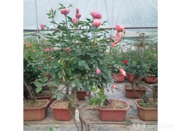 粉扇樹(shù)狀月季開(kāi)花前應施磷肥和鉀肥