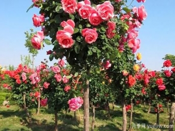 大花樹(shù)狀月季的嫁接步驟，山東月季基地分享