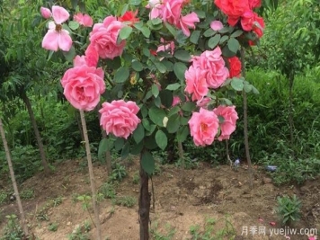 養月季花關(guān)于養殖中的注意知識，月季基地來(lái)整理