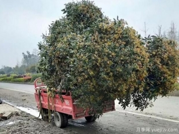 看葉子如何區分桂花樹(shù)的品種？