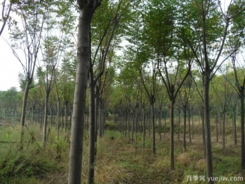 欒樹(shù)一畝地可以種多少棵？