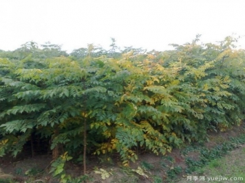 如何選擇成活率高的欒樹(shù)？