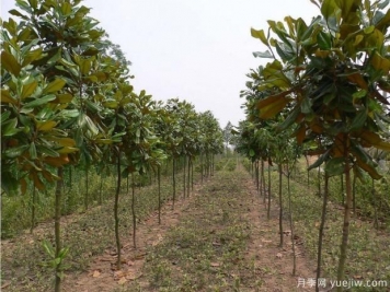 廣玉蘭樹(shù)到底有多高呢？看完你就知道了