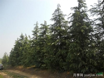 雪松一畝地栽多少棵？一畝地能種多少顆雪松？