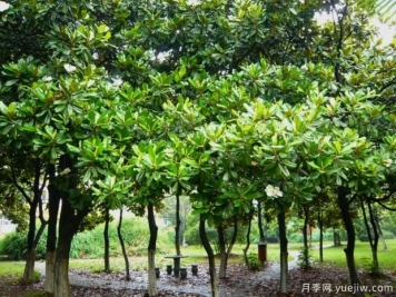 如何提高大廣玉蘭移植成活率？