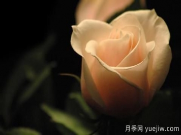 怎么看張愛(ài)玲的《紅玫瑰與白玫瑰》？