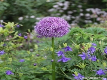 天津市哪賣(mài)月季花品種最多？