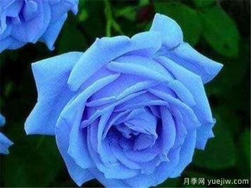 藍色妖姬價(jià)格多少錢(qián)一朵？有什么寓意？