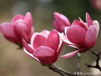 紫玉蘭幾月份開(kāi)花？南陽(yáng)紫玉蘭的花語(yǔ)和寓意