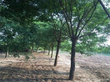 國槐常見(jiàn)鉆蛀性害蟲(chóng)及防治辦法