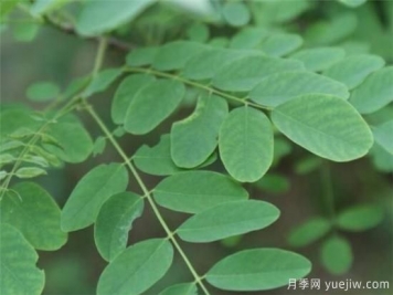 國槐的樹(shù)葉和果實(shí)的功效價(jià)值