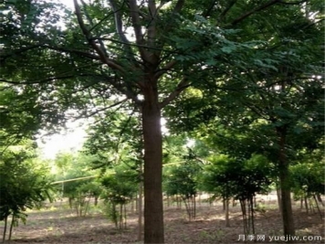 國槐能夠鎮宅嗎 國槐樹(shù)有哪些風(fēng)水之說(shuō)