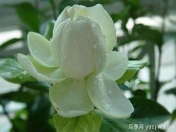 梔子花有哪些品種，梔子花品種圖片大全