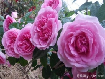 月季花有幾種顏色，月季花品種圖片大全