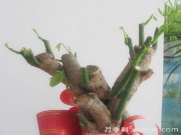 發(fā)財樹(shù)的幾種修剪方法