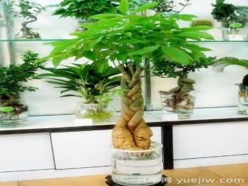 怎樣養殖發(fā)財樹(shù)？發(fā)財樹(shù)養殖常見(jiàn)問(wèn)題解答