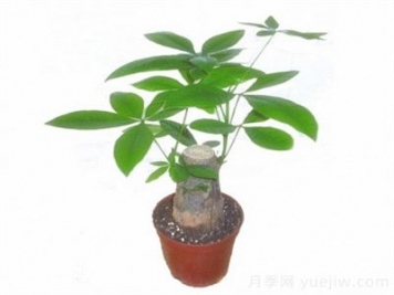 發(fā)財樹(shù)嫁接繁殖方法