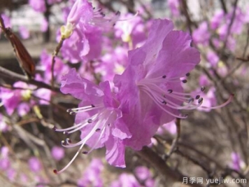 杜鵑花有哪些常見(jiàn)品種？杜鵑花品種圖片大全