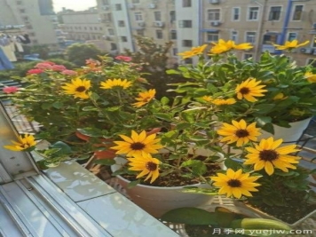 花卉屆的開(kāi)花機器，容易養護易打理，月季簡(jiǎn)簡(jiǎn)單單開(kāi)爆盆
