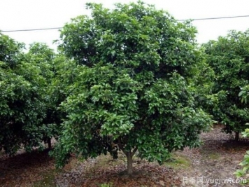 用農藥對大葉女貞除蟲(chóng)和除草方法