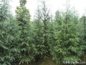 雪松價(jià)錢(qián)為什么會(huì )有差別？