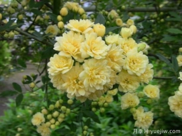 黃木香號稱(chēng)開(kāi)花勞模，耐寒耐熱養護簡(jiǎn)單