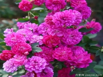 月季花友們，這些經(jīng)典月季品種你值得擁有