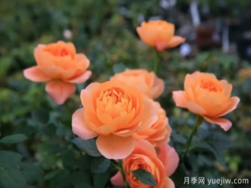 強烈推薦的11種月季花，陽(yáng)臺變花園不是夢(mèng)
