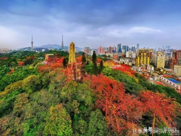 廣州常見(jiàn)花木，花城看花都看什么花