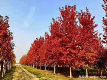 無(wú)花勝有花，這7種秋色葉樹(shù)種簡(jiǎn)直美炸天