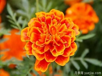 萬(wàn)壽菊及常見(jiàn)品種介紹