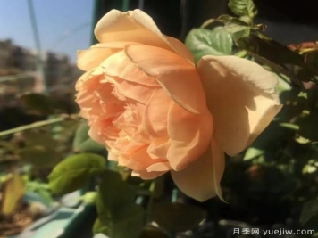 廣東陽(yáng)臺黨必入5種月季，耐熱又好養